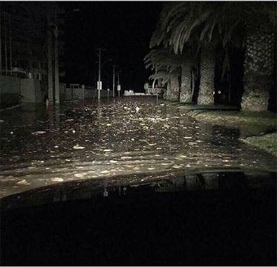 智利发生8.3级地震图