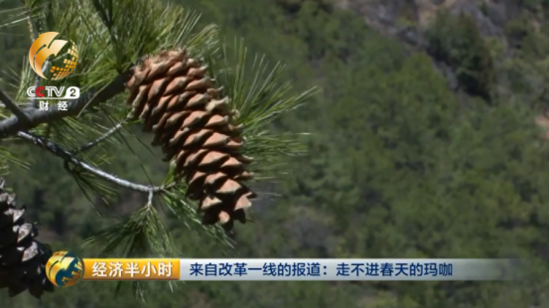 大逆转：玛咖每公斤120元跌落到1元 遭遇白菜价