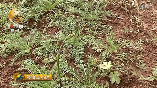 大逆转：玛咖每公斤120元跌落到1元 遭遇白菜价