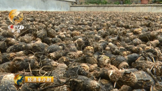 大逆转：玛咖每公斤120元跌落到1元 遭遇白菜价