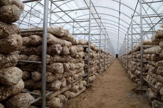 阜平县现代食用菌产业核心示范区使设备是北方科技含量最高的，并邀请了省内一流的食用菌专家指导，目前、该示范区已经和石家庄的北人集团和山西的一家企业建立了初步的合作意向，市场前景广阔。腾讯大燕网 寇家祥 摄